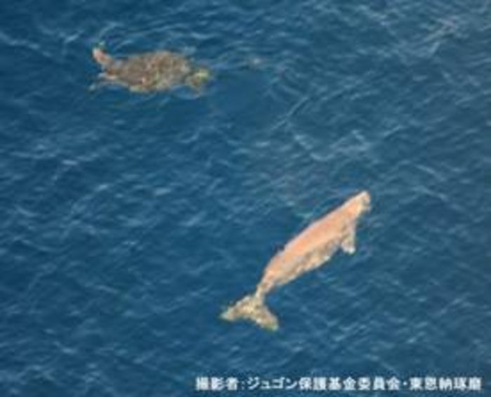 Dugong Swimming in Uncharted Waters: US Judicial Intervention to Protect Okinawa’s “Natural Monument” and Halt Base Construction