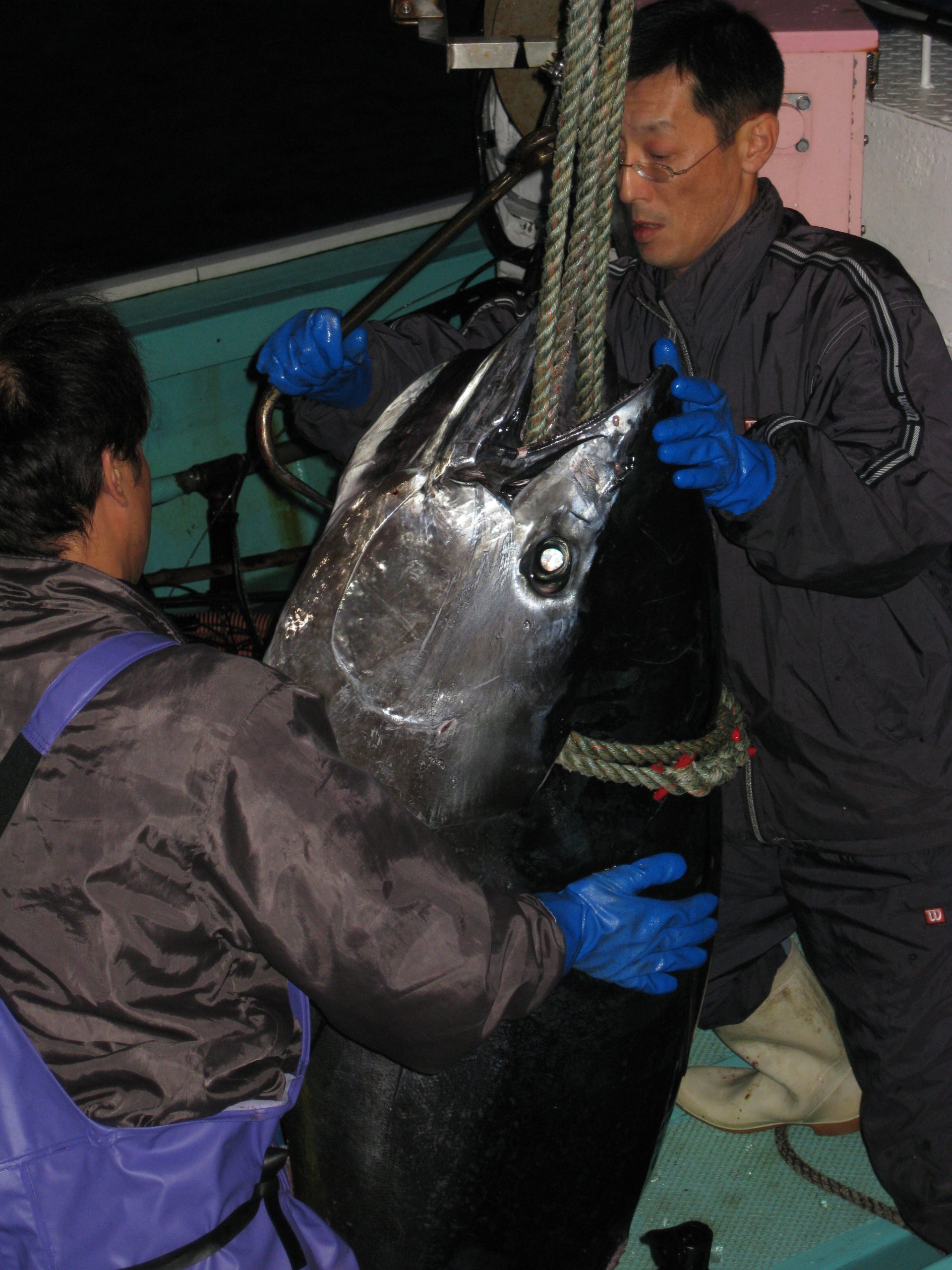Japan’s King of Fish Faces Extinction