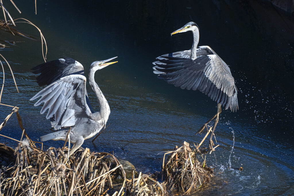 Grey Heron, Ardea cinerea, アオサギ