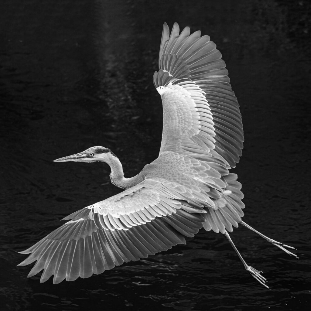 Grey Heron, Ardea cinerea, アオサギ